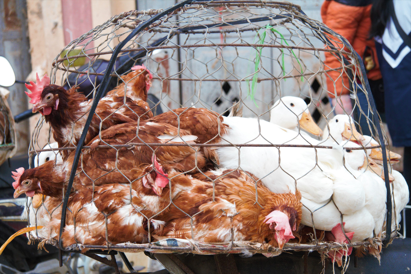 Chợ gia cầm lớn nhất miền Bắc tất bật những ngày cận Tết ảnh 18