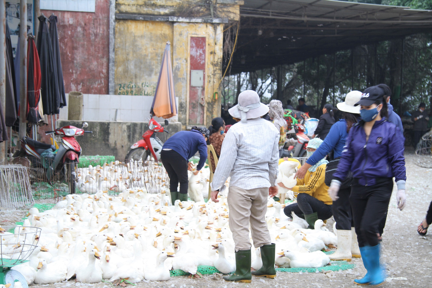 Chợ gia cầm lớn nhất miền Bắc tất bật những ngày cận Tết ảnh 17