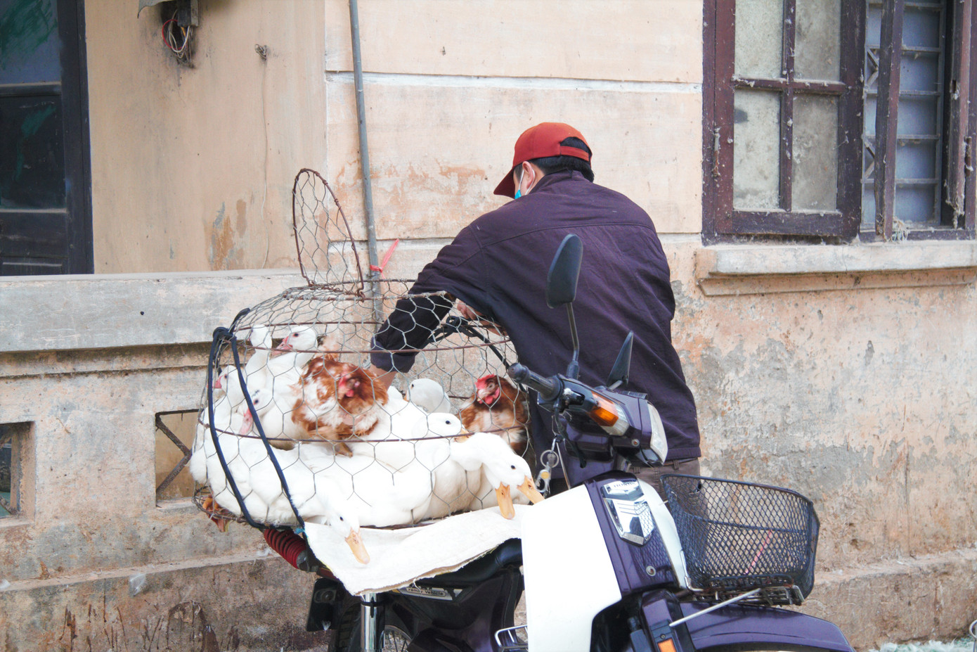 Chợ gia cầm lớn nhất miền Bắc tất bật những ngày cận Tết ảnh 7