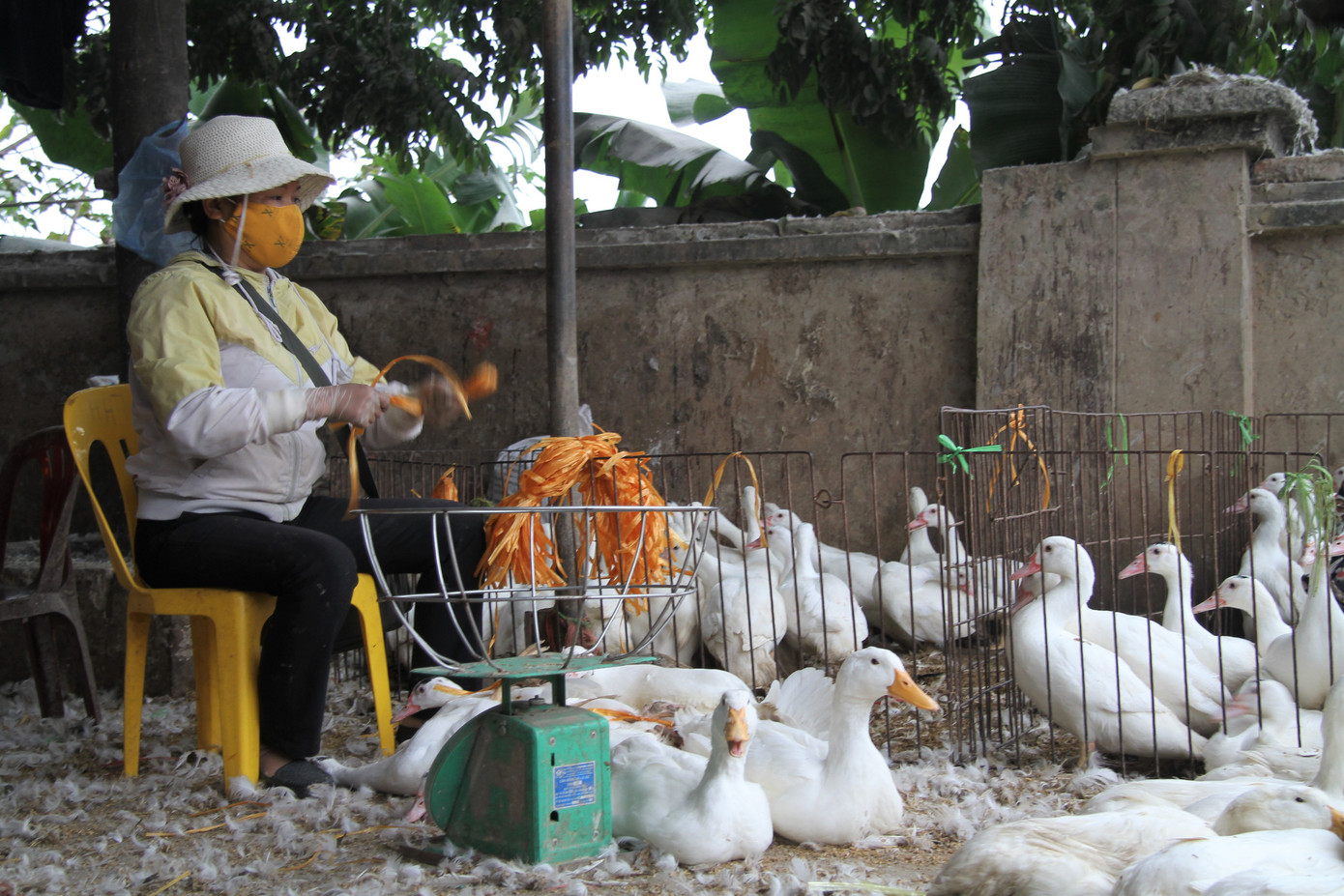 Chợ gia cầm lớn nhất miền Bắc tất bật những ngày cận Tết ảnh 4