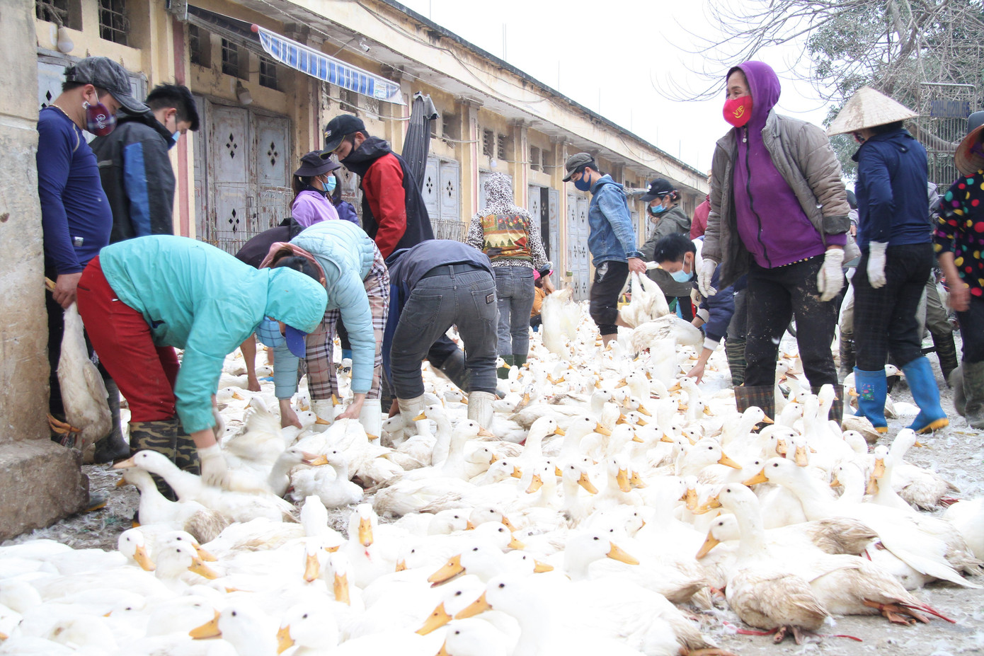 Chợ gia cầm lớn nhất miền Bắc tất bật những ngày cận Tết ảnh 1