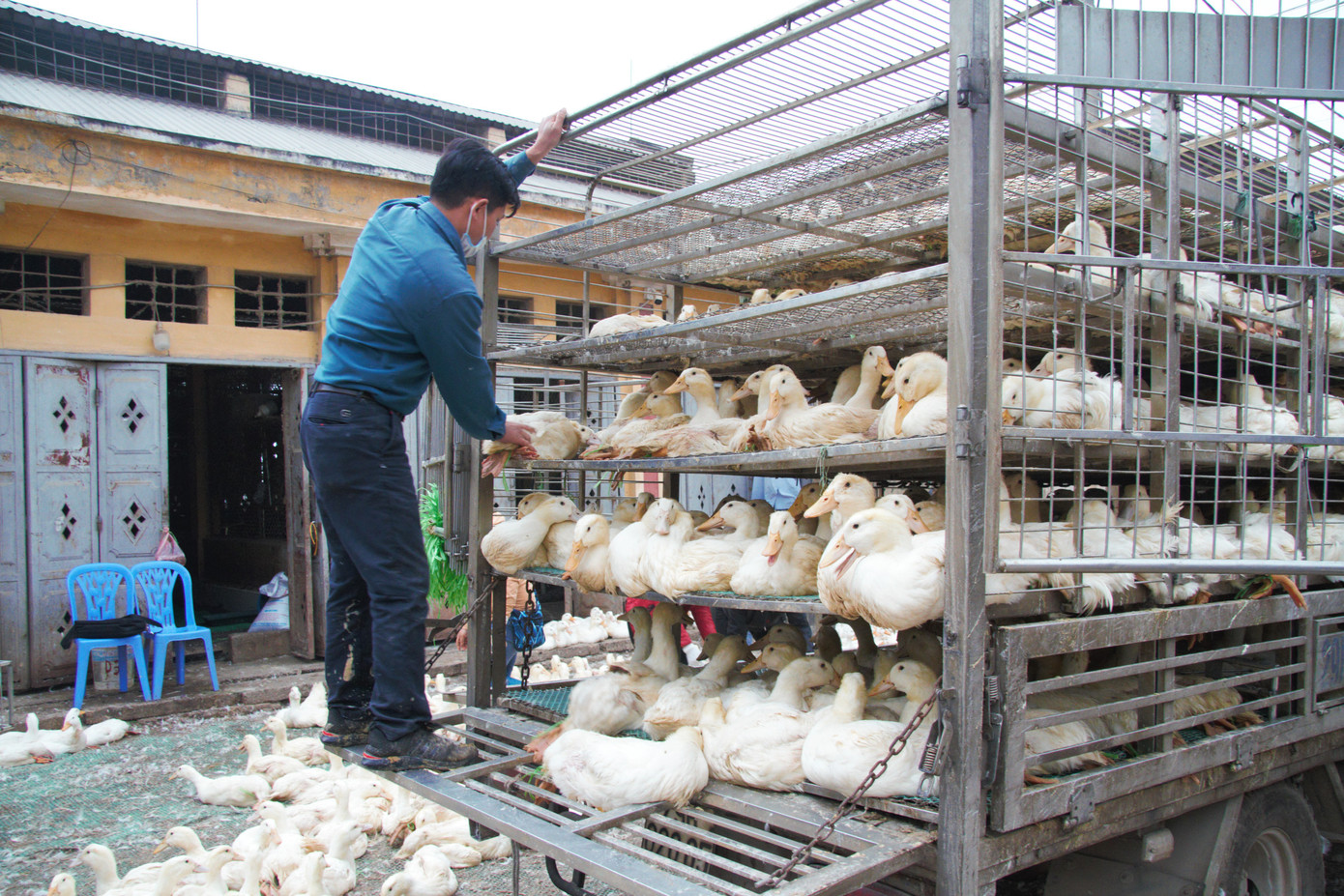 Chợ gia cầm lớn nhất miền Bắc tất bật những ngày cận Tết ảnh 3