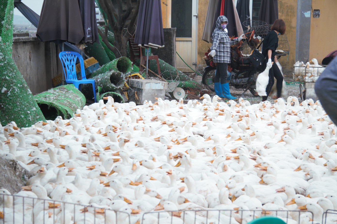 Chợ gia cầm lớn nhất miền Bắc tất bật những ngày cận Tết ảnh 14