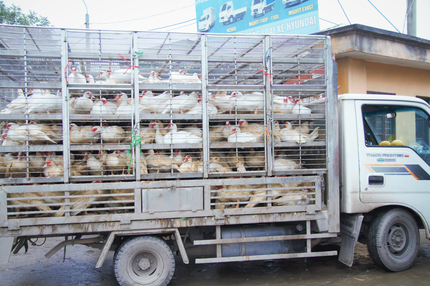 Chợ gia cầm lớn nhất miền Bắc tất bật những ngày cận Tết ảnh 13
