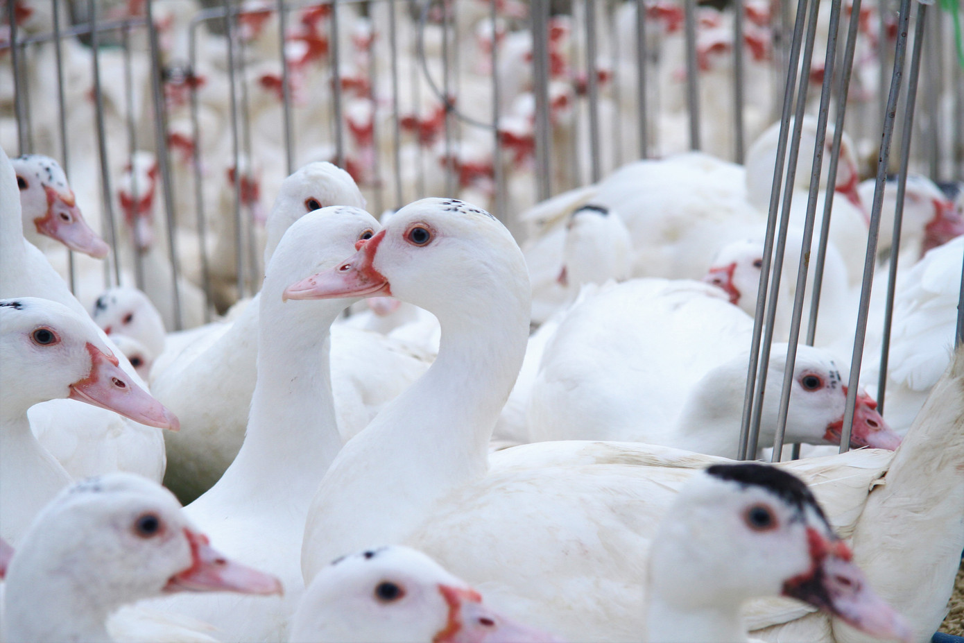 Chợ gia cầm lớn nhất miền Bắc tất bật những ngày cận Tết ảnh 15