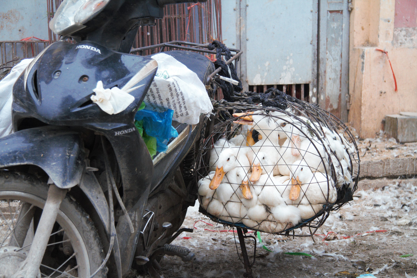 Chợ gia cầm lớn nhất miền Bắc tất bật những ngày cận Tết ảnh 19