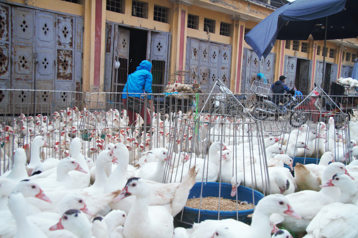 Chợ gia cầm lớn nhất miền Bắc tất bật những ngày cận Tết ảnh 11
