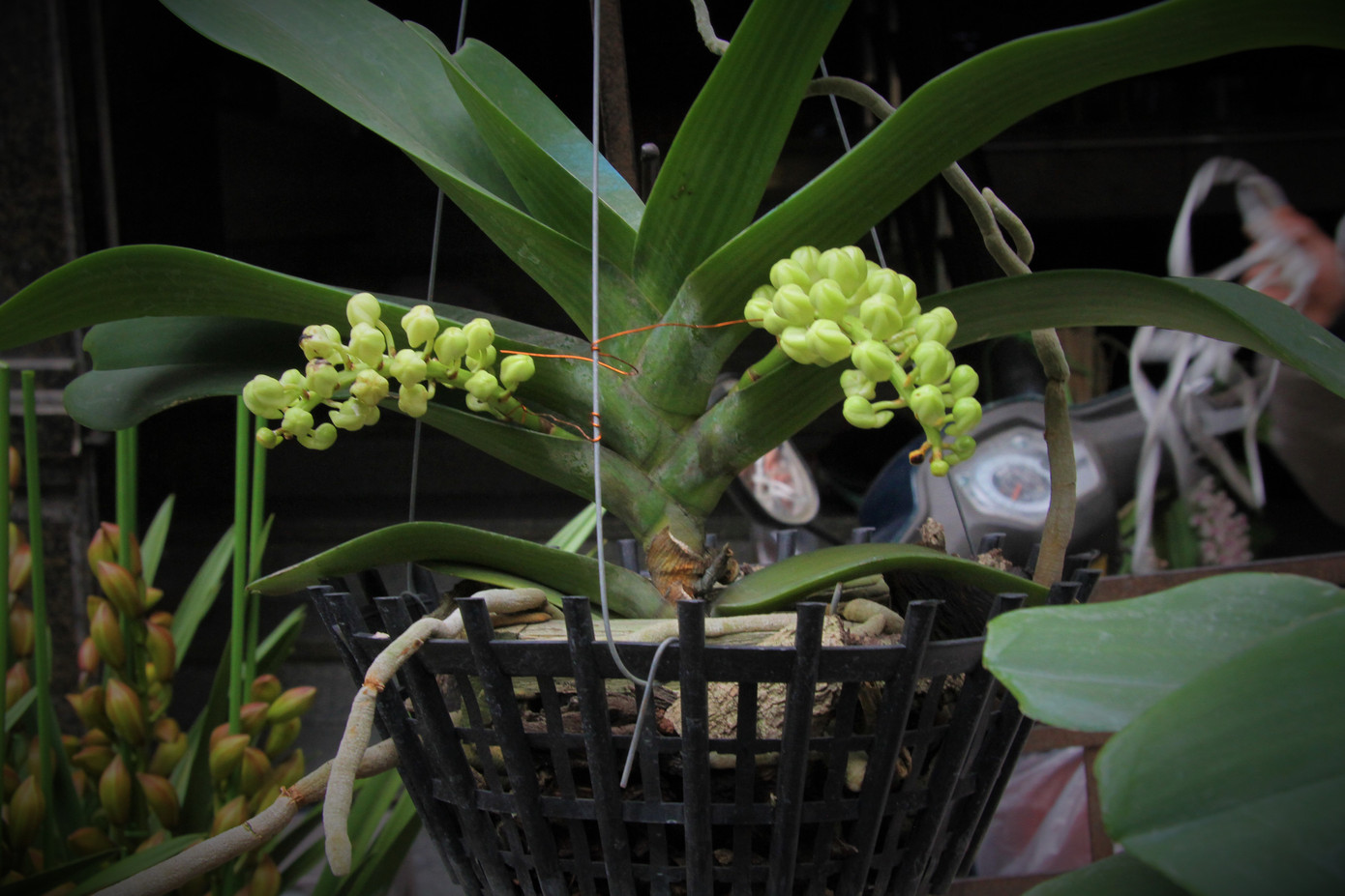 Hoa lan ồ ạt 'xuống phố', người dân Thủ đô thoải mái tuyển lựa mẫu mã ảnh 21