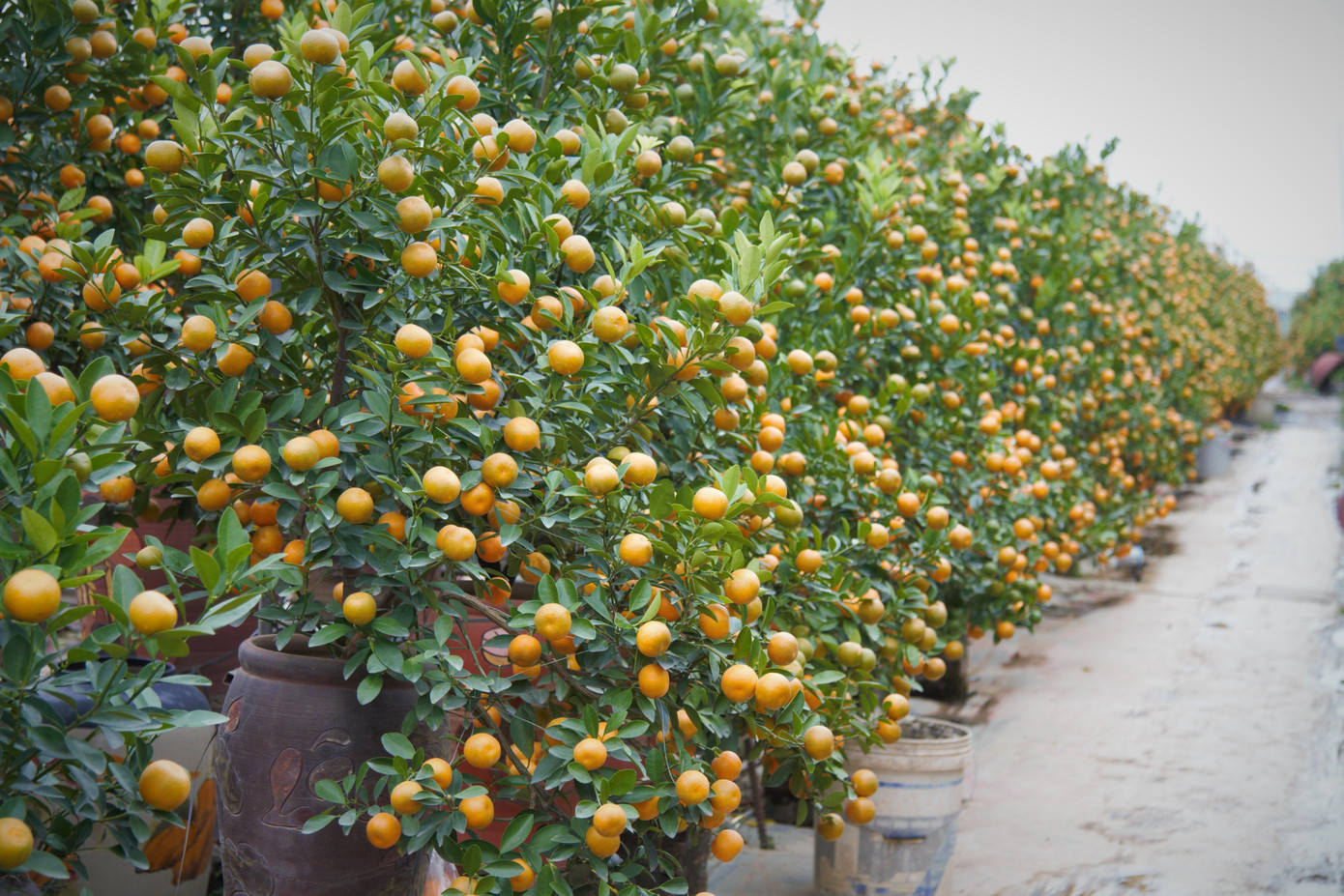 'Vương quốc' quất cảnh Thủ đô tất bật những ngày cận Tết ảnh 17