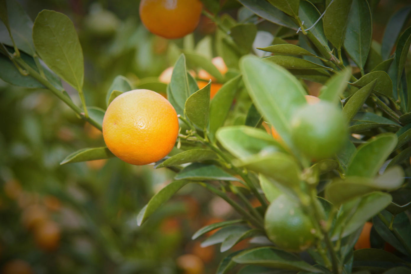 'Vương quốc' quất cảnh Thủ đô tất bật những ngày cận Tết ảnh 16