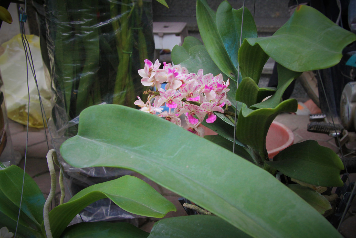 Hoa lan ồ ạt 'xuống phố', người dân Thủ đô thoải mái tuyển lựa mẫu mã ảnh 20