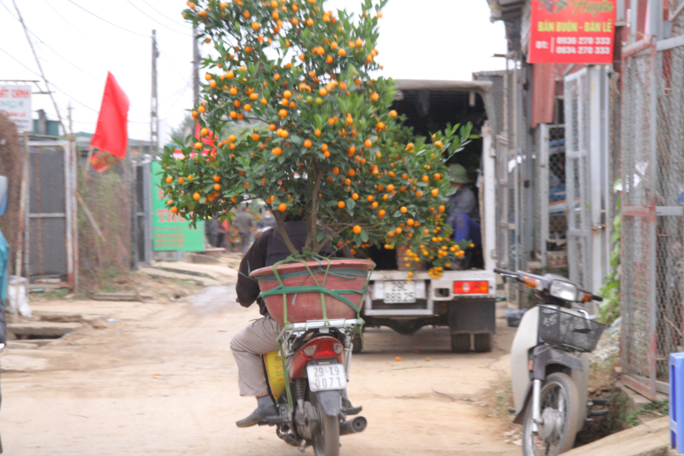 Dịch vụ chở cây cảnh ‘hốt bạc’ những ngày cận Tết ảnh 11