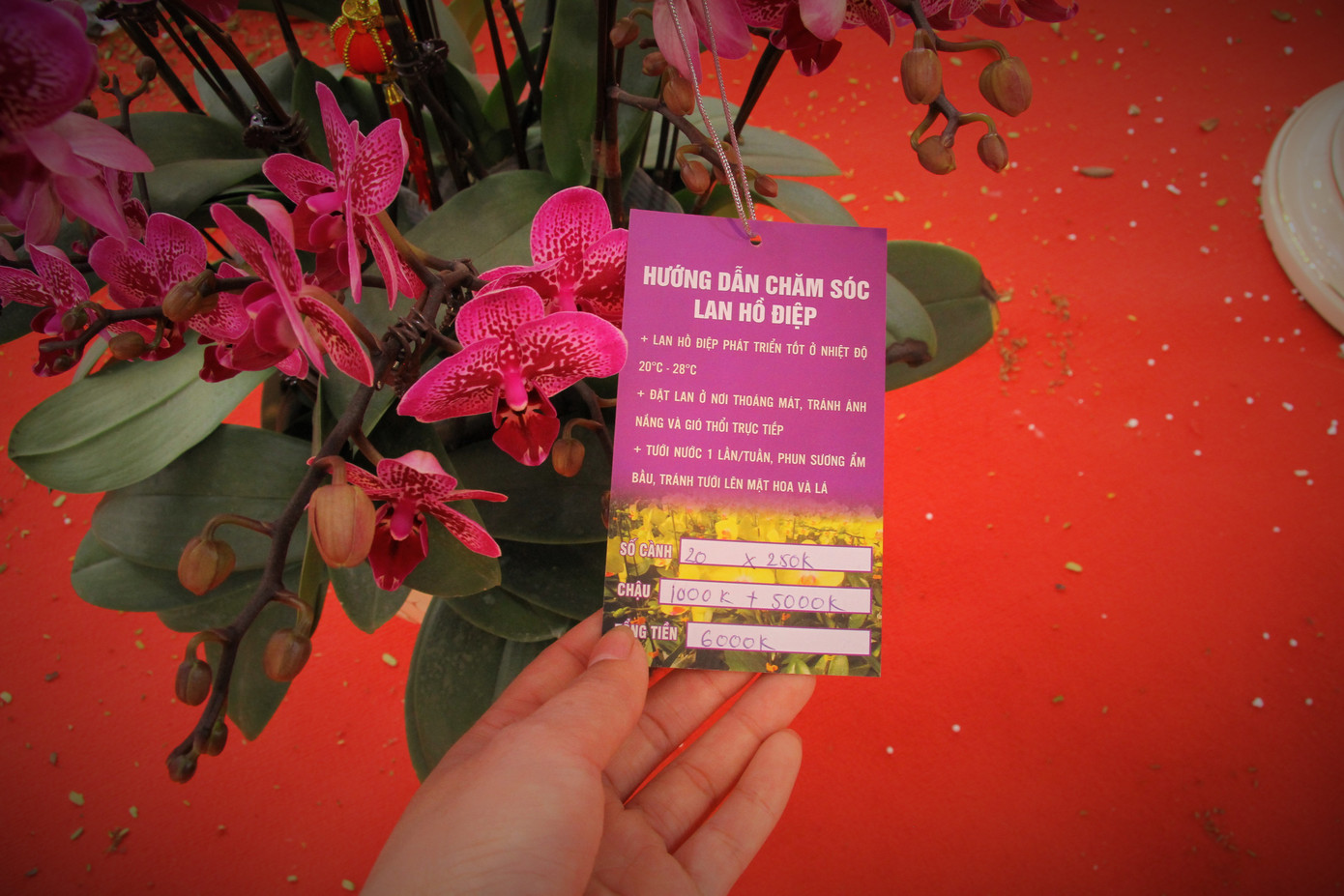 Hoa lan ồ ạt 'xuống phố', người dân Thủ đô thoải mái tuyển lựa mẫu mã ảnh 13