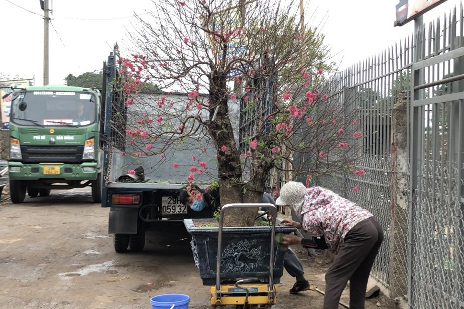 Dịch vụ chở cây cảnh ‘hốt bạc’ những ngày cận Tết ảnh 5