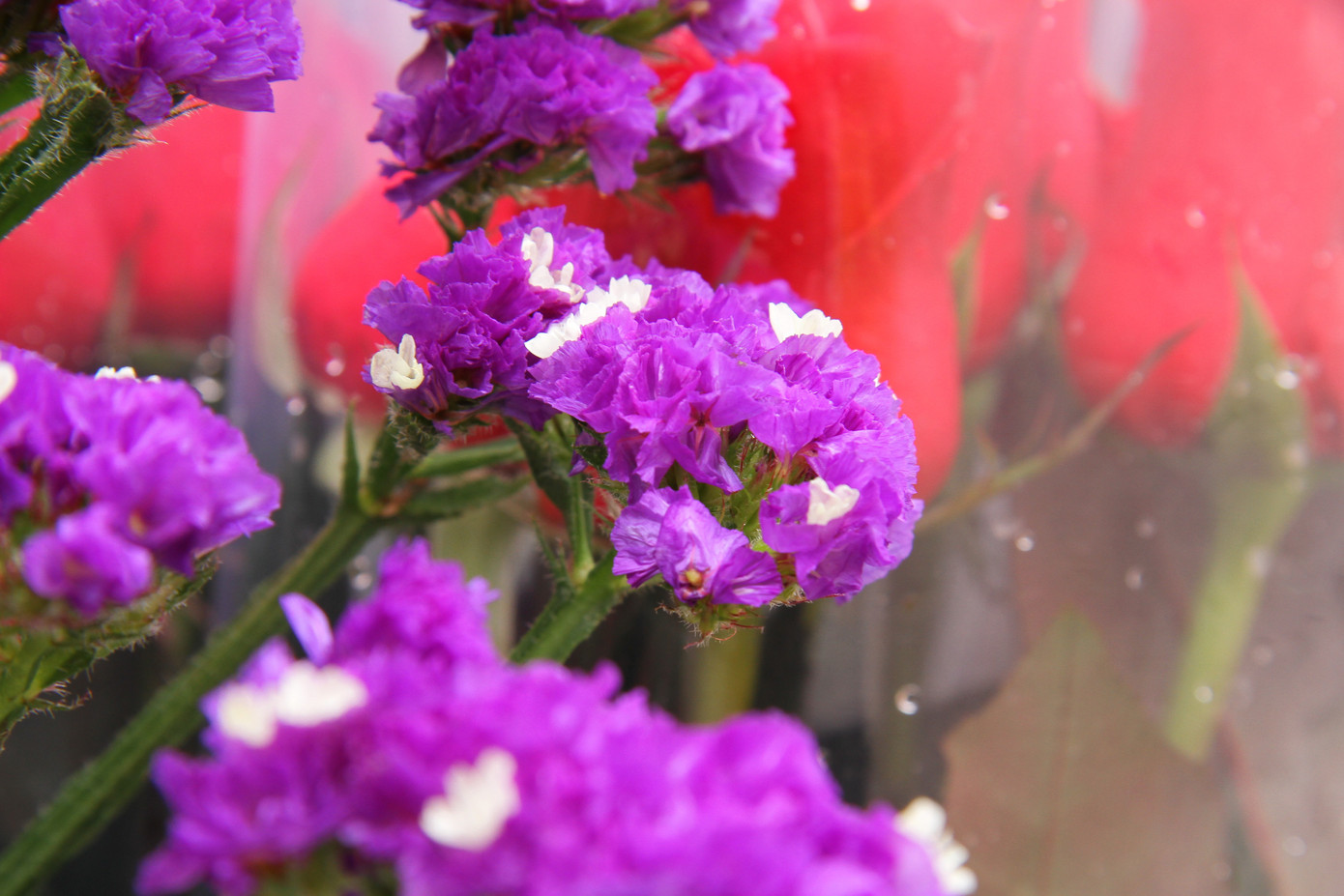 Giá hoa tăng vọt trước ngày 8/3, chủ hàng thuê thêm người chốt đơn online ảnh 5