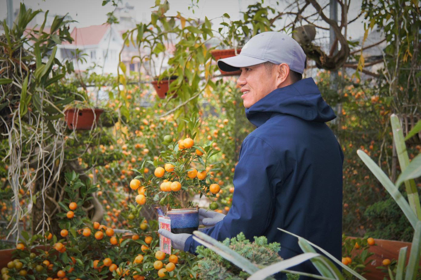 'Vương quốc' quất cảnh Thủ đô tất bật những ngày cận Tết ảnh 8