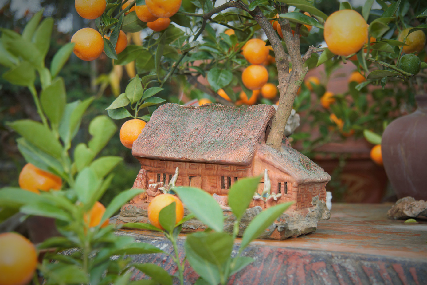 'Vương quốc' quất cảnh Thủ đô tất bật những ngày cận Tết ảnh 3