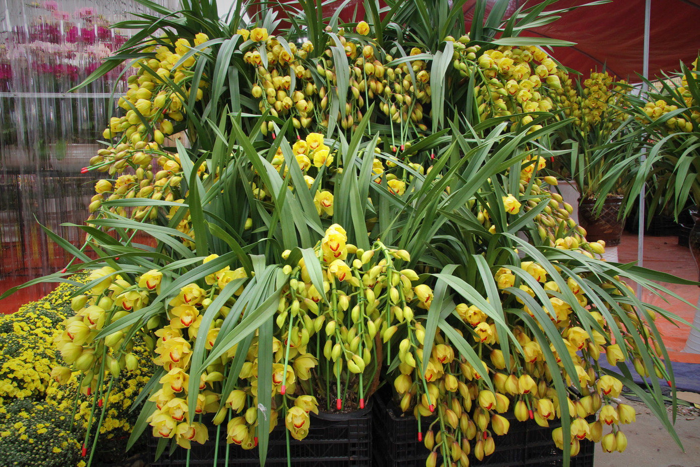 Hoa lan ồ ạt 'xuống phố', người dân Thủ đô thoải mái tuyển lựa mẫu mã ảnh 17