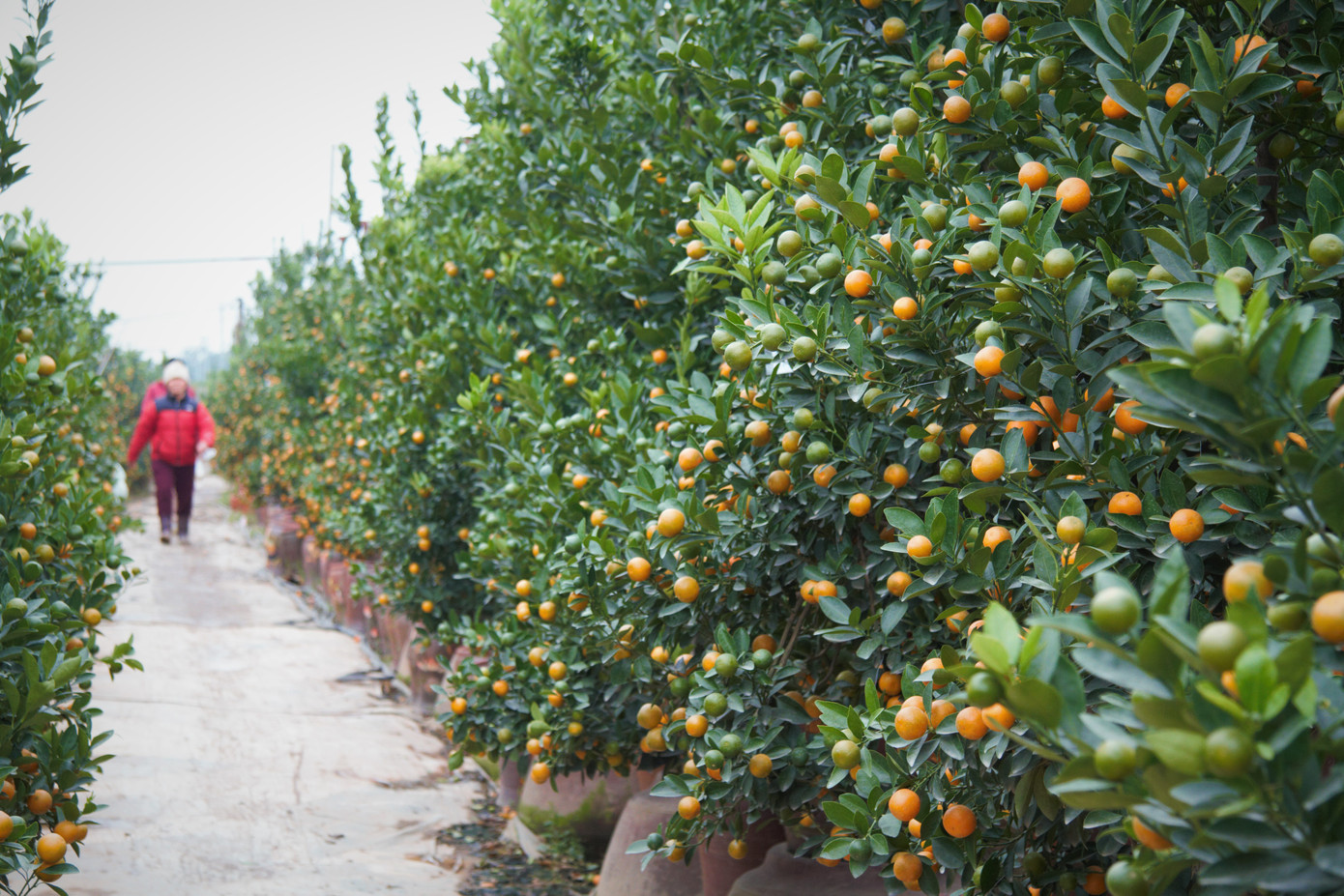 'Vương quốc' quất cảnh Thủ đô tất bật những ngày cận Tết ảnh 5