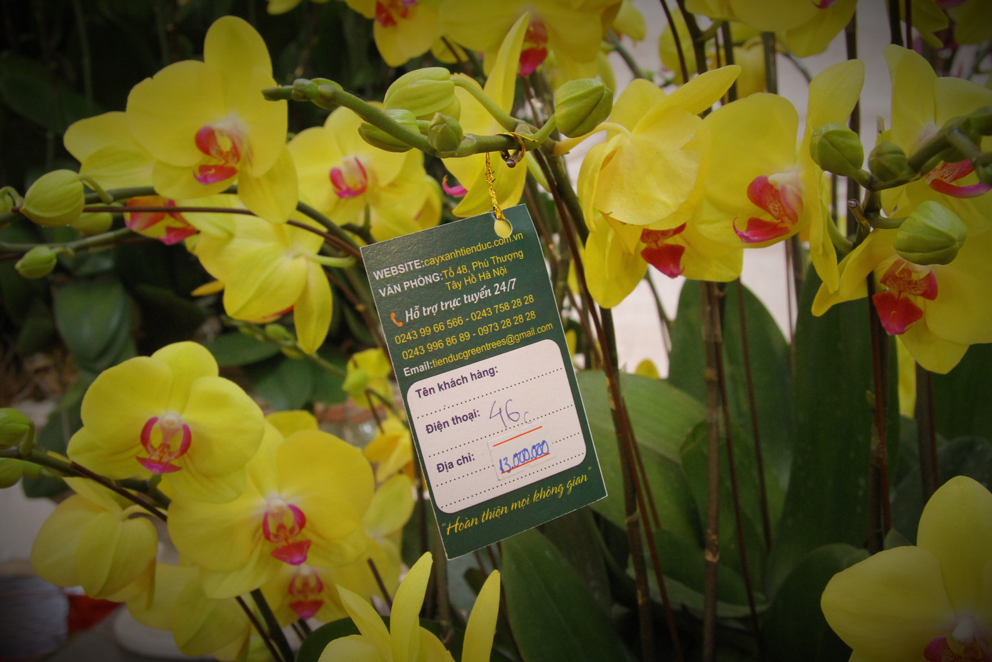 Hoa lan ồ ạt 'xuống phố', người dân Thủ đô thoải mái tuyển lựa mẫu mã ảnh 7