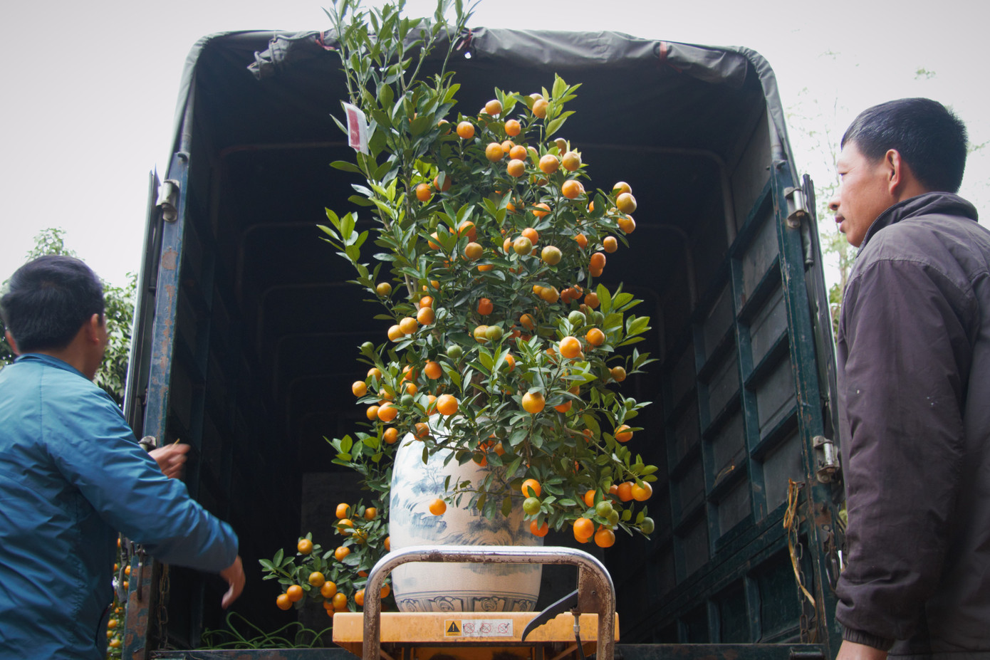 'Vương quốc' quất cảnh Thủ đô tất bật những ngày cận Tết ảnh 7