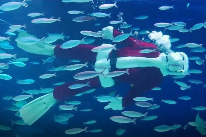 Muôn kiểu mừng Giáng sinh 'độc lạ' giữa mùa dịch trên khắp thế giới ảnh 3