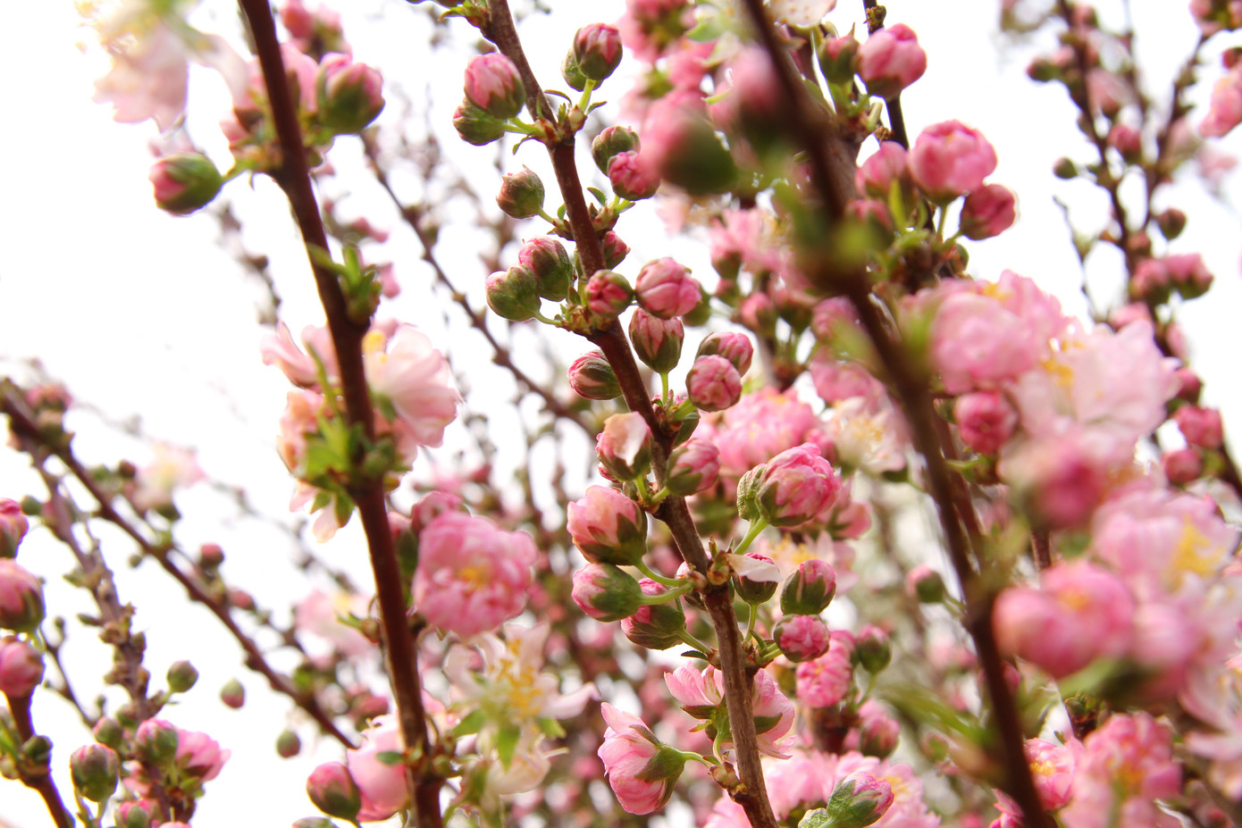 Giá hoa tăng vọt trước ngày 8/3, chủ hàng thuê thêm người chốt đơn online ảnh 6