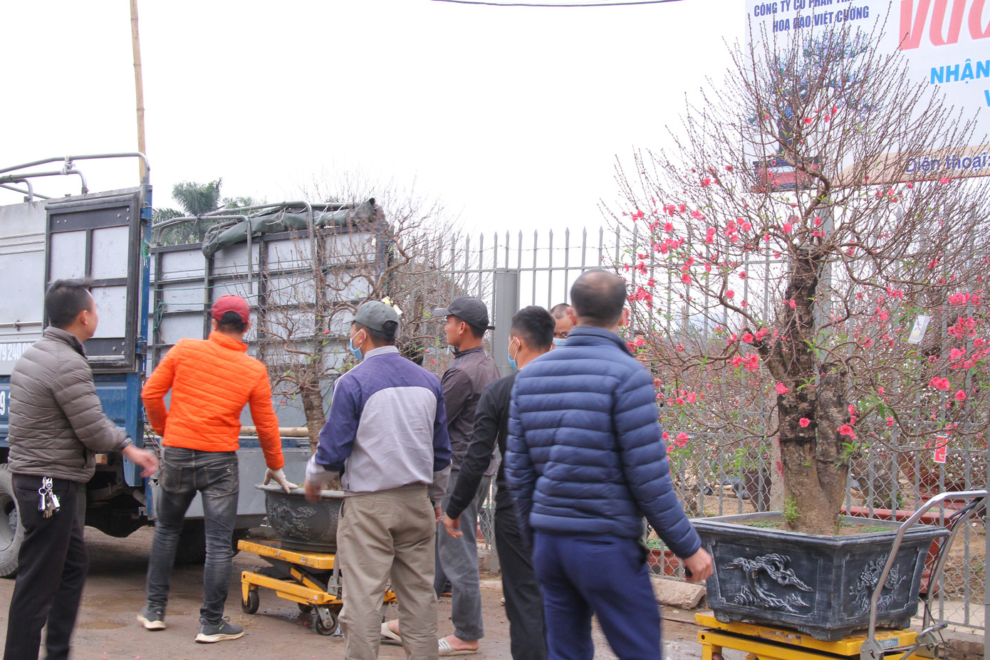 Dịch vụ chở cây cảnh ‘hốt bạc’ những ngày cận Tết ảnh 9