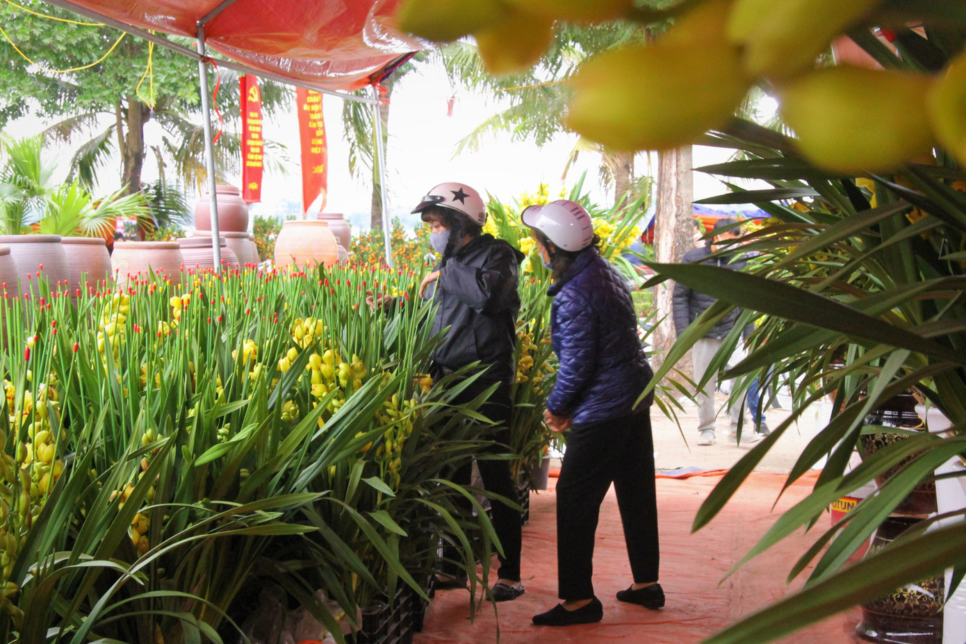 Hoa lan ồ ạt 'xuống phố', người dân Thủ đô thoải mái tuyển lựa mẫu mã ảnh 16