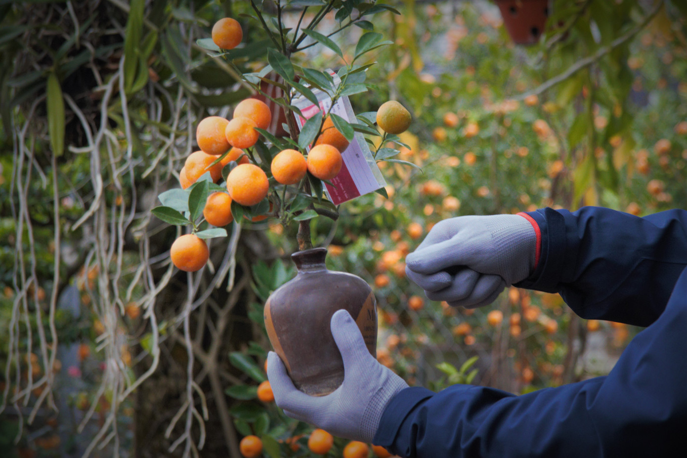 'Vương quốc' quất cảnh Thủ đô tất bật những ngày cận Tết ảnh 9