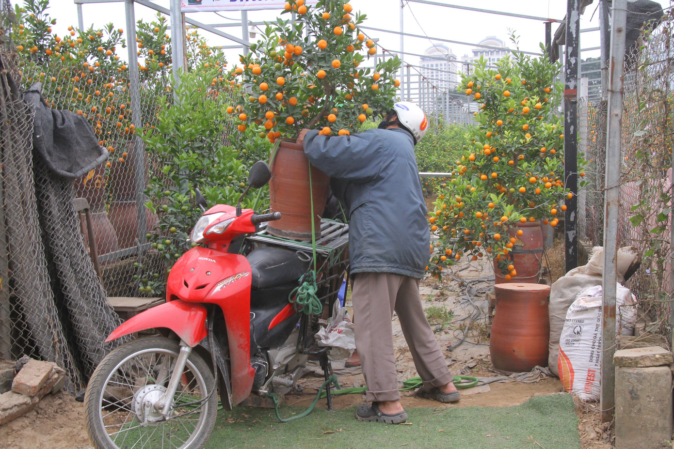 Dịch vụ chở cây cảnh ‘hốt bạc’ những ngày cận Tết ảnh 4