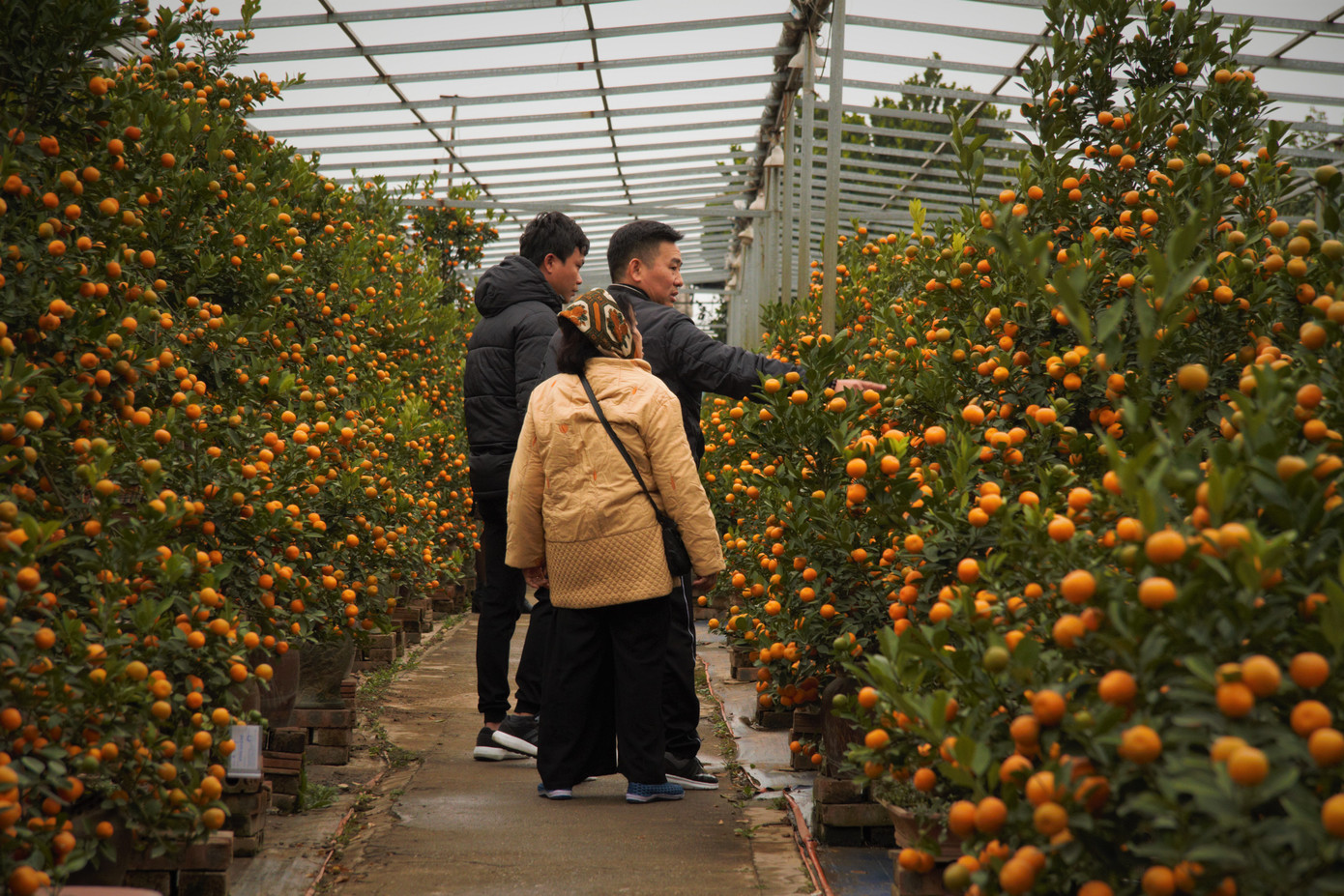 'Vương quốc' quất cảnh Thủ đô tất bật những ngày cận Tết ảnh 1