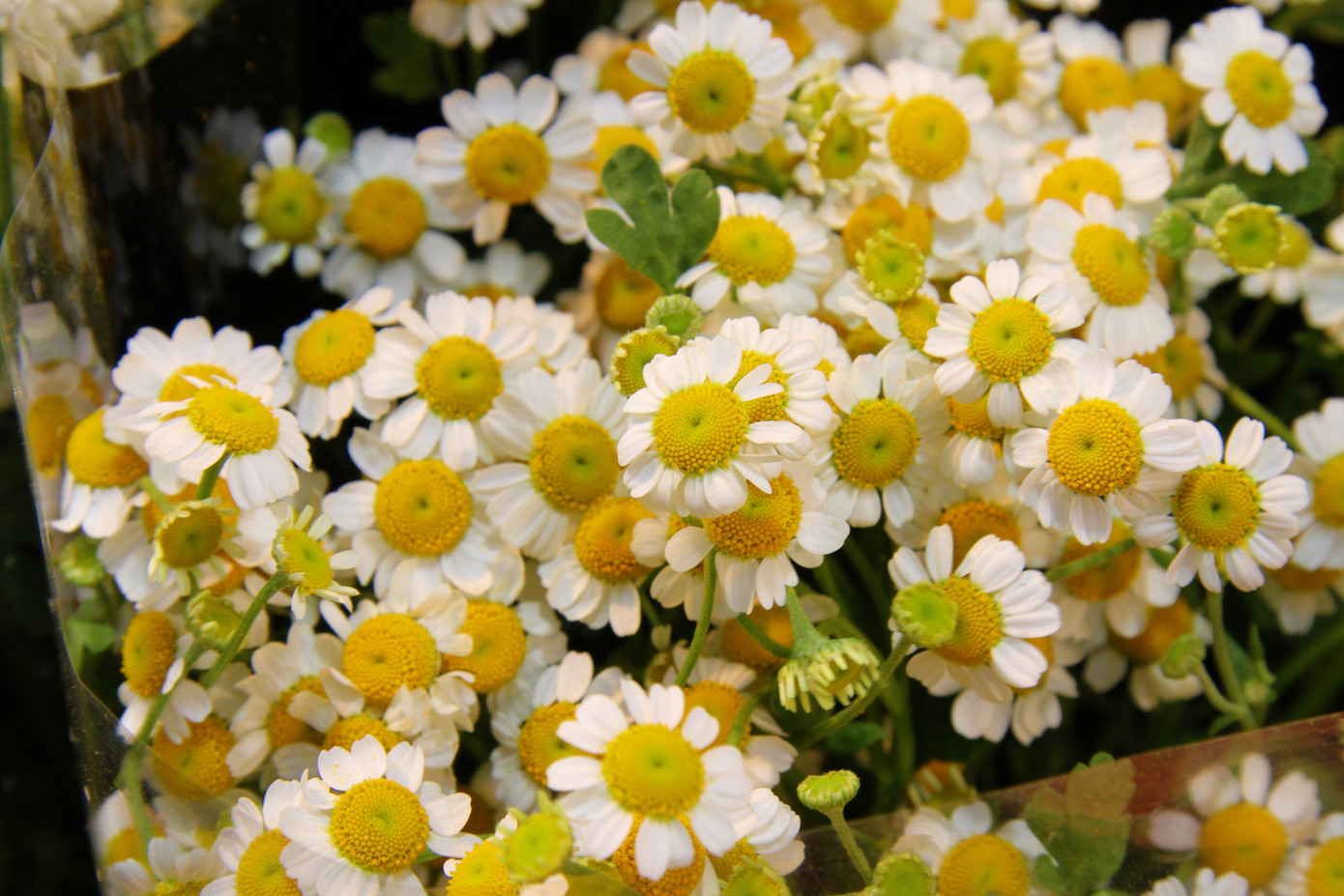 Hoa tươi sau Tết ở Hà Nội rớt giá thê thảm chưa từng thấy ảnh 9