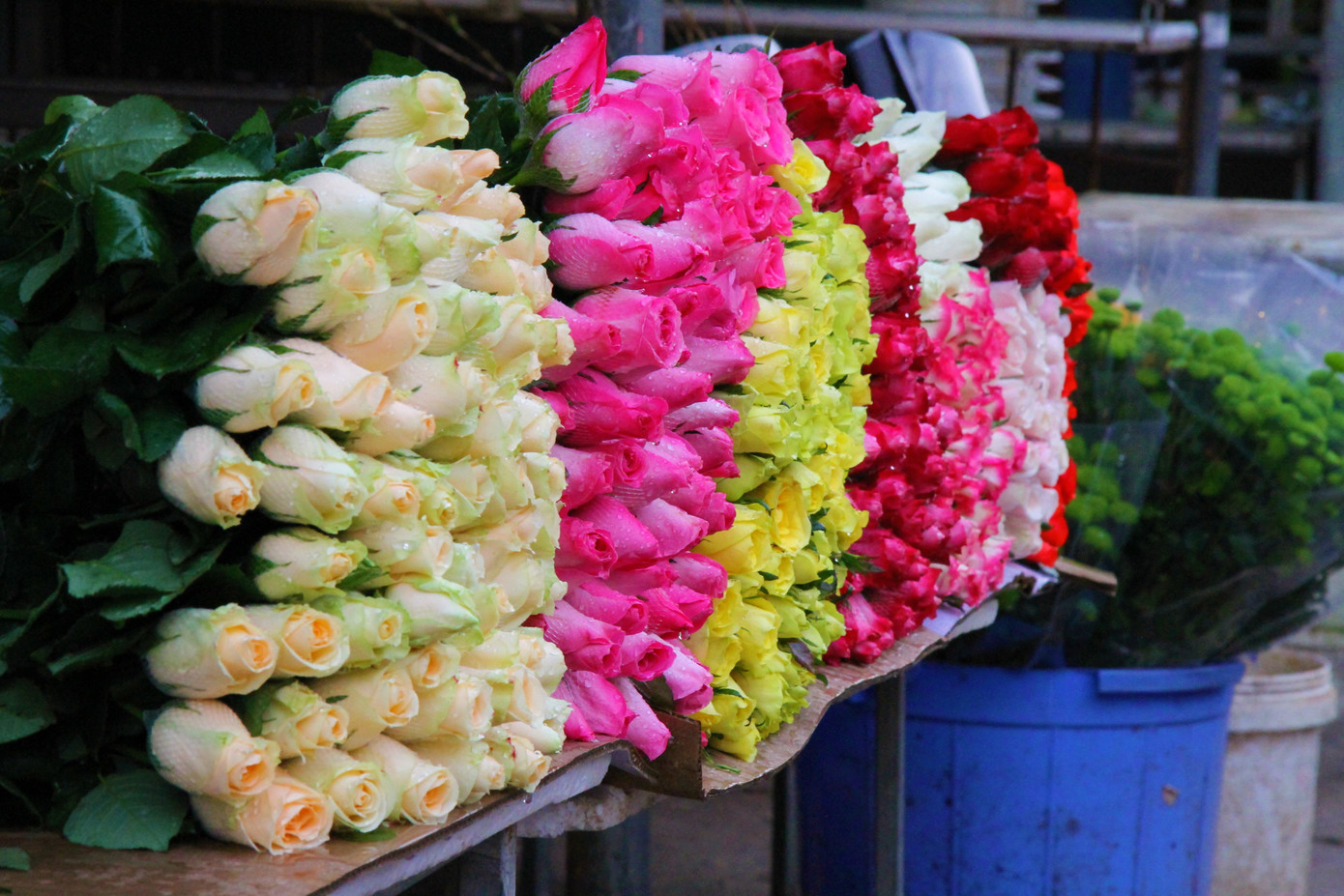 Hoa tươi sau Tết ở Hà Nội rớt giá thê thảm chưa từng thấy ảnh 5