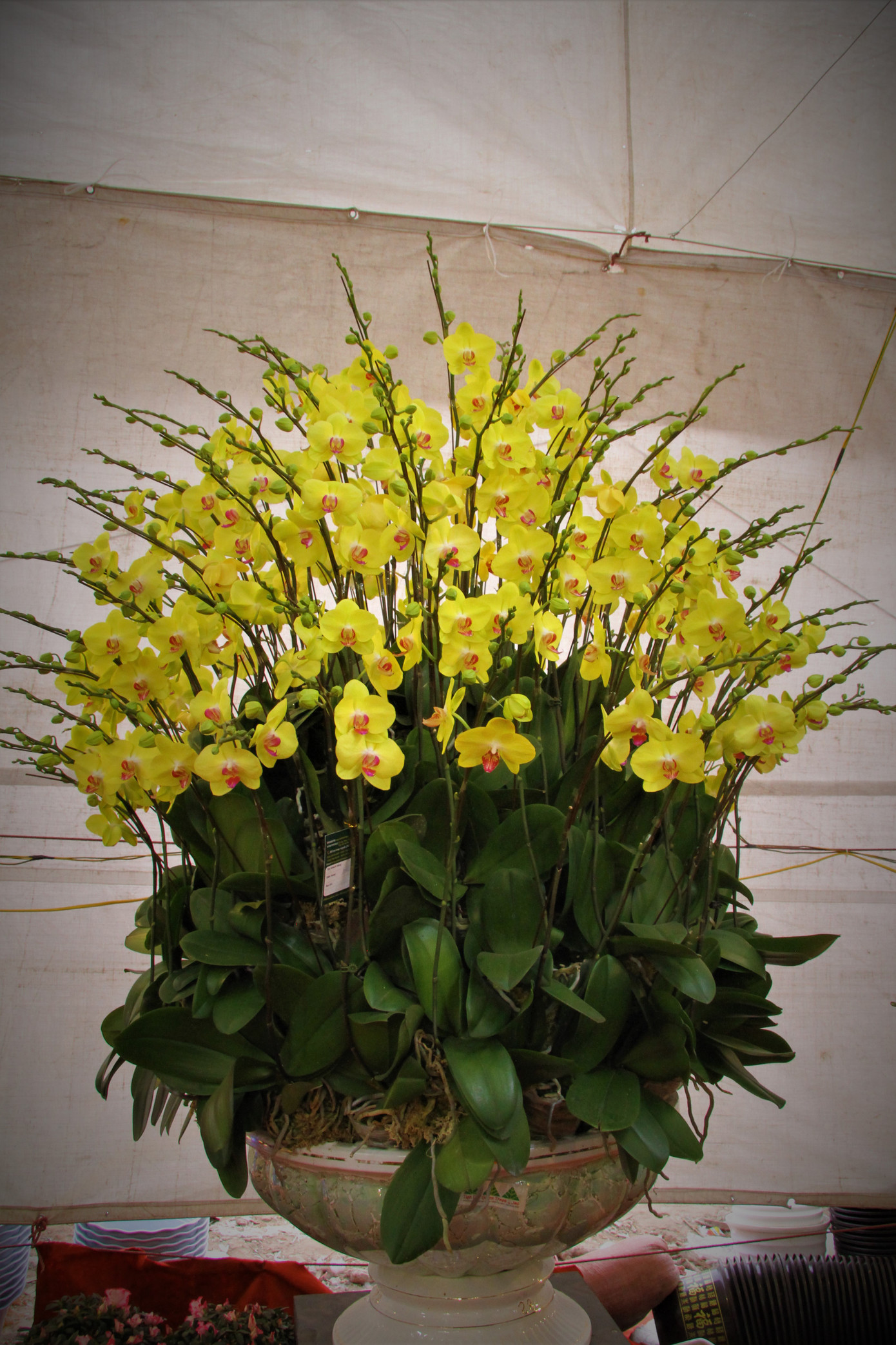 Hoa lan ồ ạt 'xuống phố', người dân Thủ đô thoải mái tuyển lựa mẫu mã ảnh 5