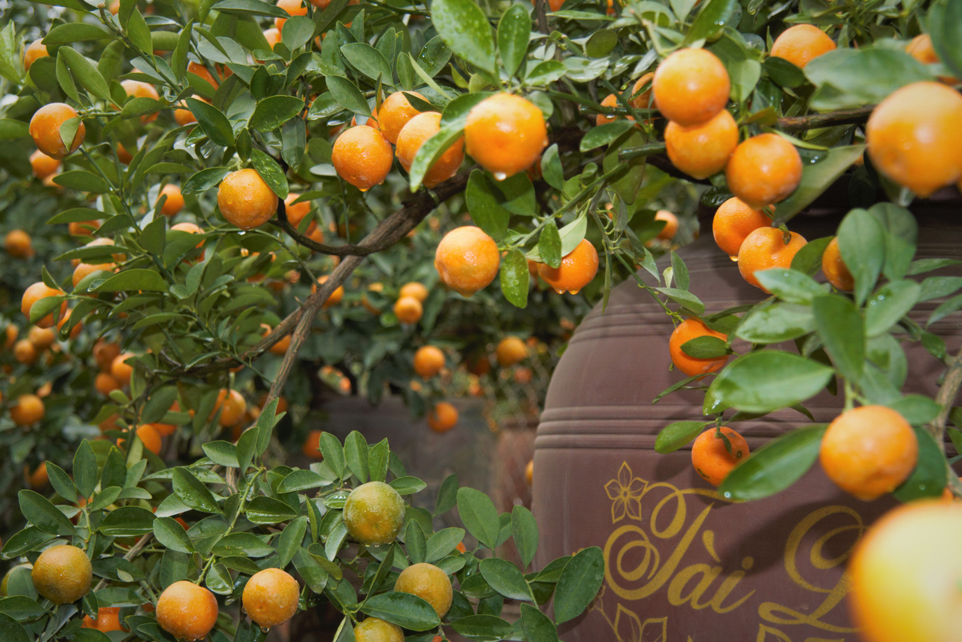 'Vương quốc' quất cảnh Thủ đô tất bật những ngày cận Tết ảnh 4