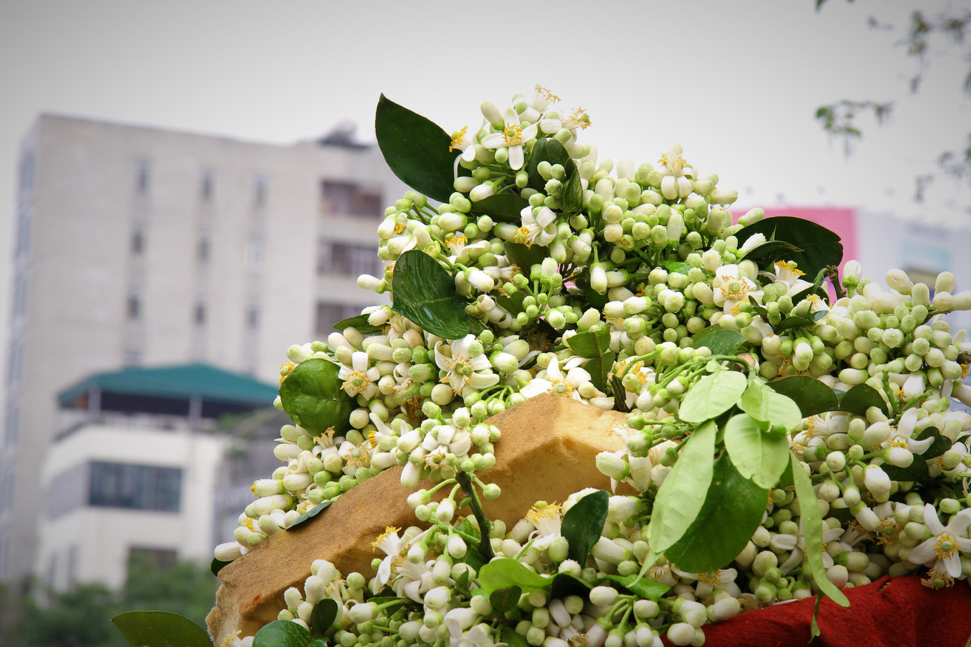 Hà Nội mùa hoa bưởi ngát hương ảnh 1