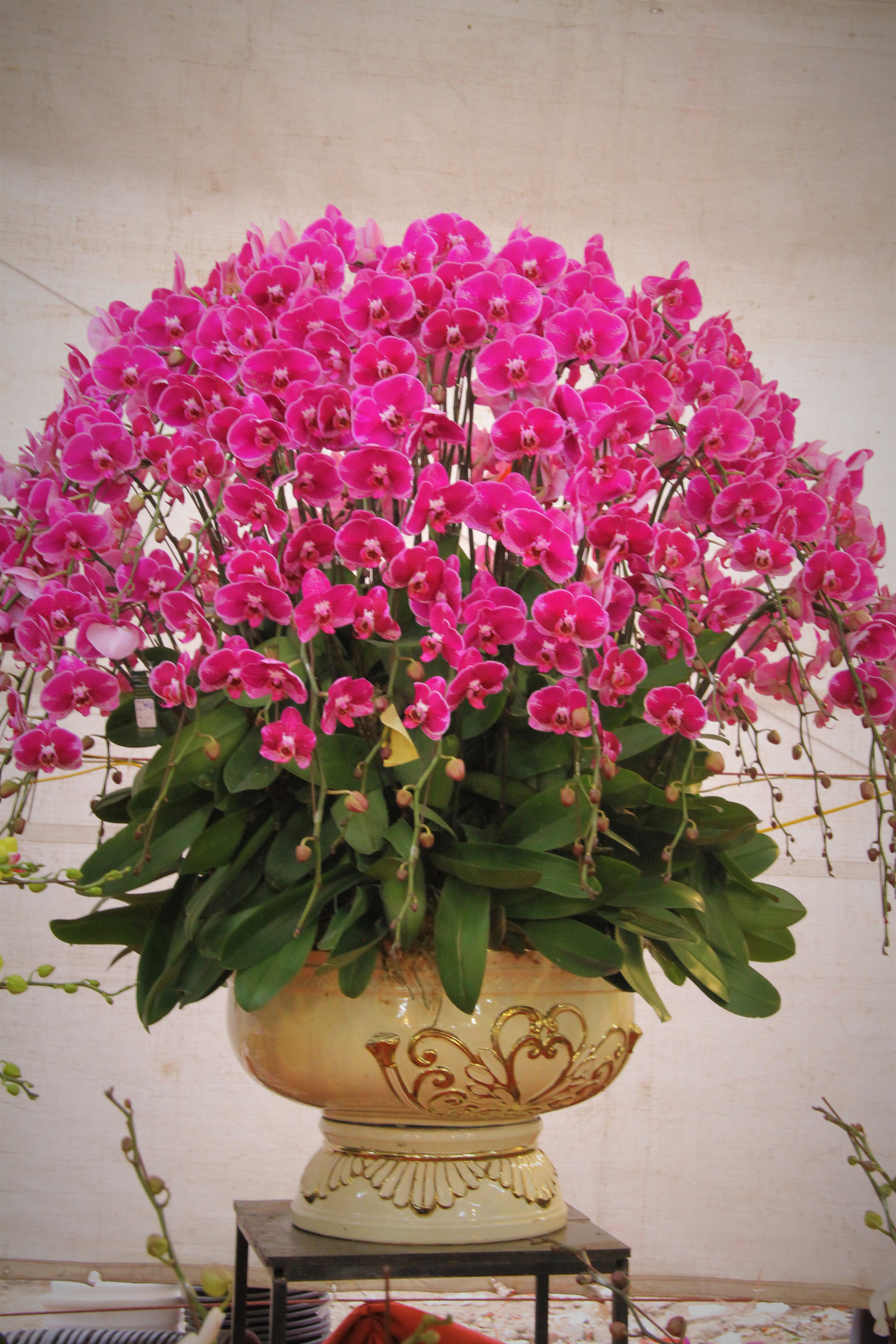 Hoa lan ồ ạt 'xuống phố', người dân Thủ đô thoải mái tuyển lựa mẫu mã ảnh 6