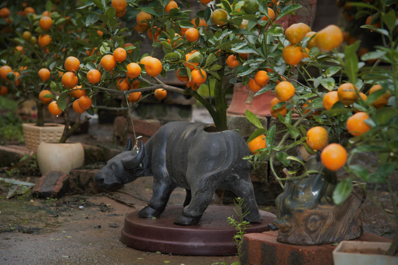 'Vương quốc' quất cảnh Thủ đô tất bật những ngày cận Tết ảnh 2