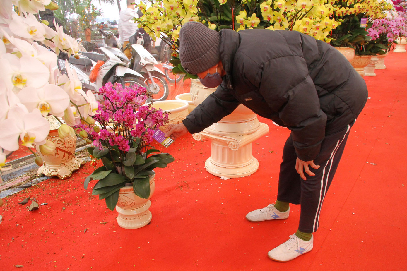 Hoa lan ồ ạt 'xuống phố', người dân Thủ đô thoải mái tuyển lựa mẫu mã ảnh 12