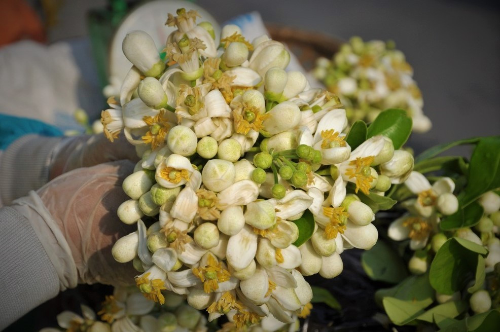 Hà Nội mùa hoa bưởi ngát hương ảnh 4