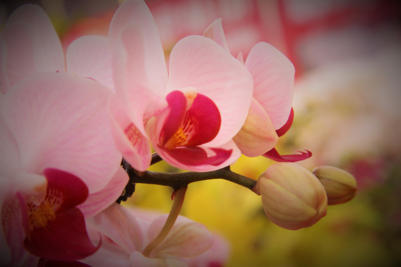 Hoa lan ồ ạt 'xuống phố', người dân Thủ đô thoải mái tuyển lựa mẫu mã ảnh 9