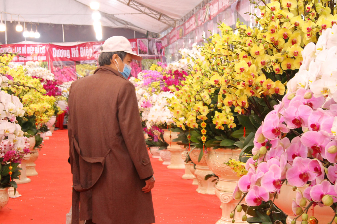 Hoa lan ồ ạt 'xuống phố', người dân Thủ đô thoải mái tuyển lựa mẫu mã ảnh 11