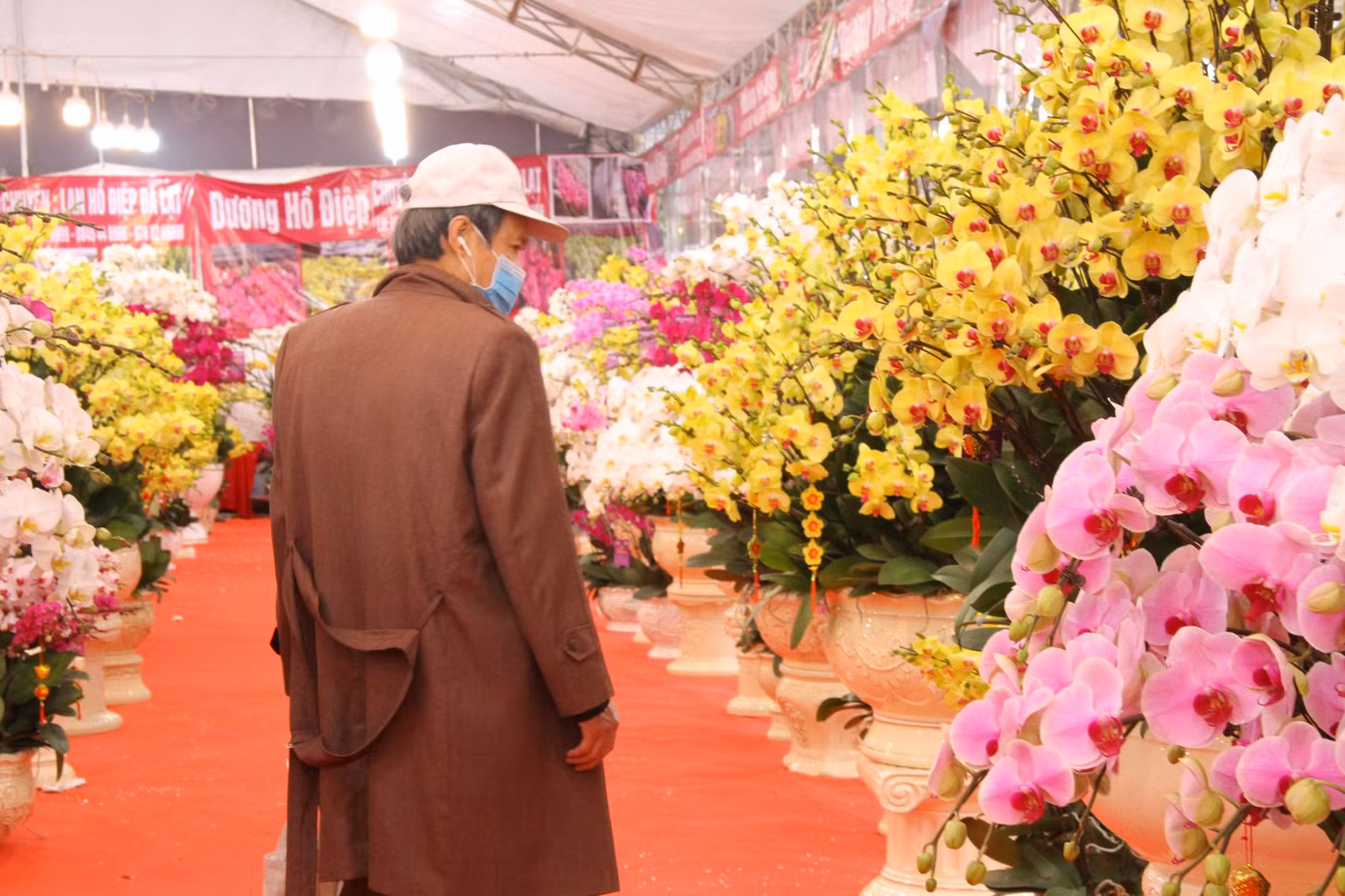 Hoa lan ồ ạt 'xuống phố', người dân Thủ đô thoải mái tuyển lựa mẫu mã ảnh 11