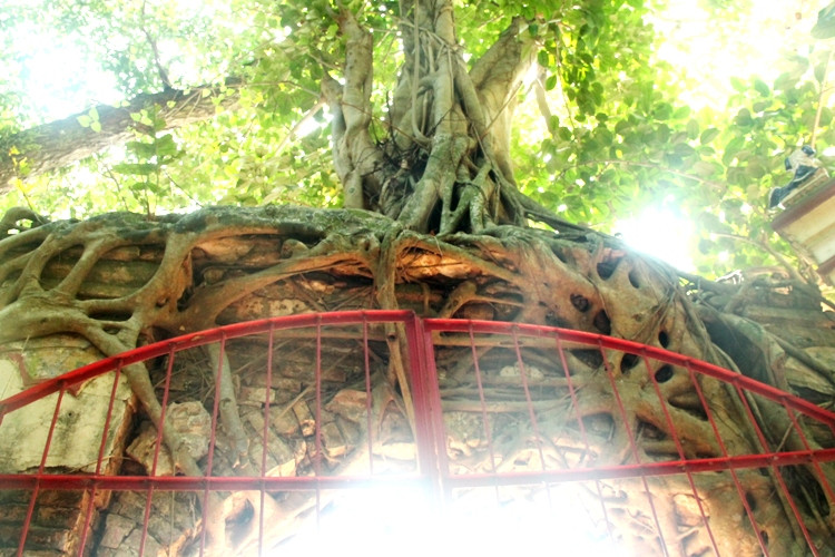 Một cây bồ đề rễ ôm trọn cổng đình gây ấn tượng, một cụ bà 81 tuổi sống gần đình cho biết khi còn nhỏ bà đã thấy cây ôm lấy cổng cho đến nay Kiệt tác thiên nhiên ‘độc nhất vô nhị’ ở ngôi đình cổ trên đất Thủ ảnh 3