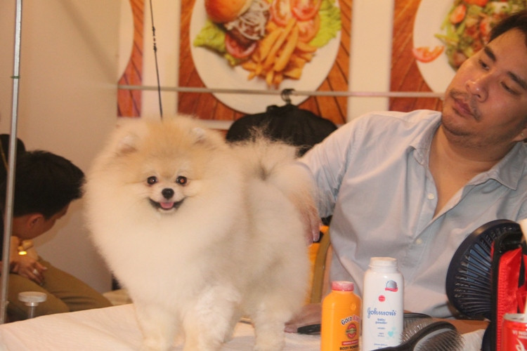 Hoa hậu Thái Lan dẫn thú cưng đến Việt Nam dự thi Hoa hậu chó ảnh 7