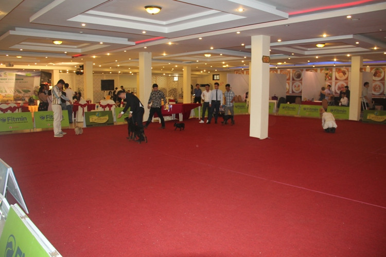 Hoa hậu Thái Lan dẫn thú cưng đến Việt Nam dự thi Hoa hậu chó ảnh 10