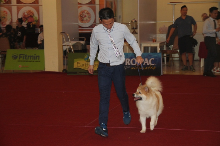 Hoa hậu Thái Lan dẫn thú cưng đến Việt Nam dự thi Hoa hậu chó ảnh 9