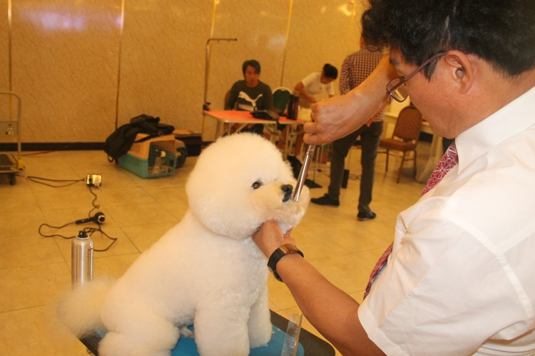 Hoa hậu Thái Lan dẫn thú cưng đến Việt Nam dự thi Hoa hậu chó ảnh 4