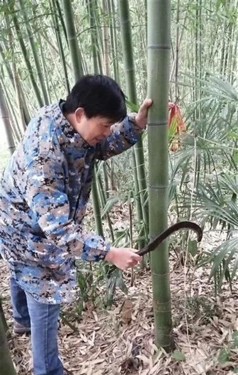 Dự án xích đu của Lưu Xuyên Ngạc bắt đầu với tre. Học Youtuber “tiên nữ” triệu view, thầy giáo bỗng chốc “hot” nhất mùa COVID-19 ảnh 2
